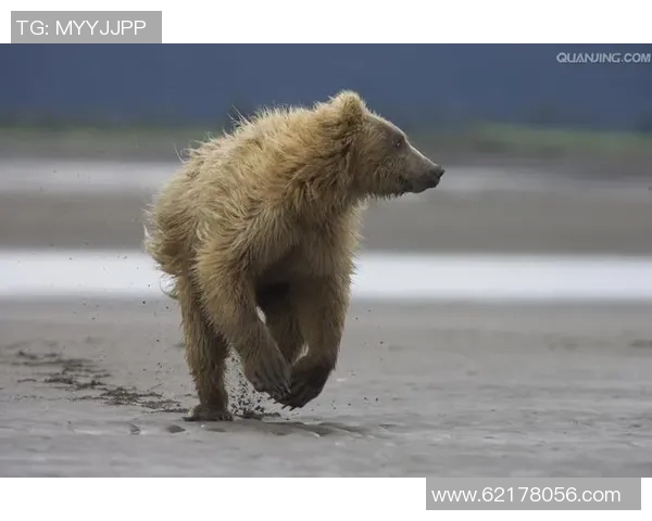 灰熊与国王激战360度全景回顾精彩瞬间与战术分析